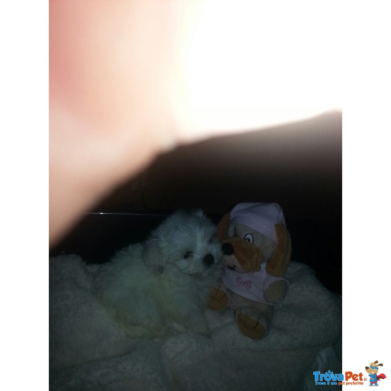 Cuccioli di Maltese - Foto n. 1