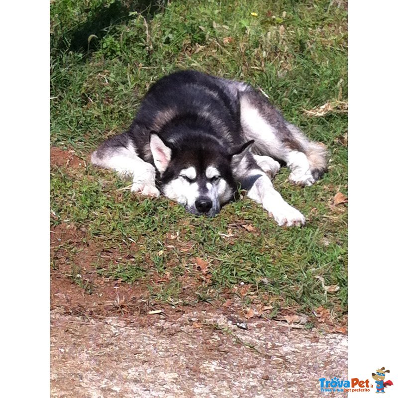 Regalo Alaskan Malamute di 4 Anni - Foto n. 3