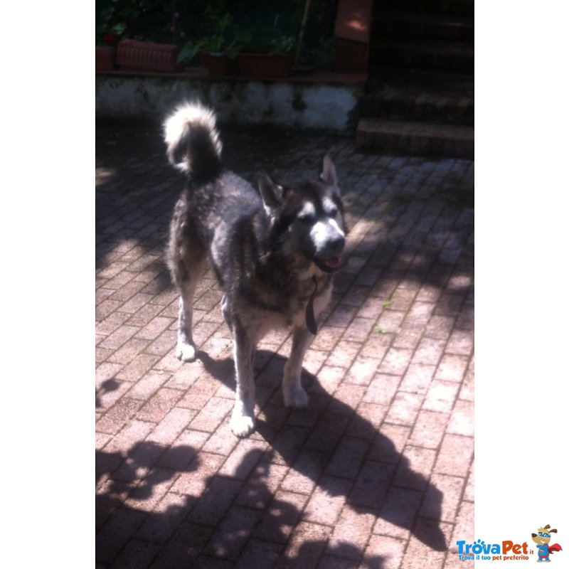 Regalo Alaskan Malamute di 4 Anni - Foto n. 1