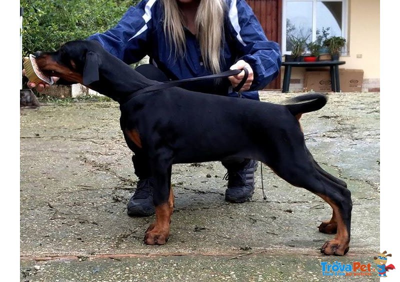 Cucciolo Maschio di 80 gg di Altissima Genealogia Adatto Expo - Foto n. 1