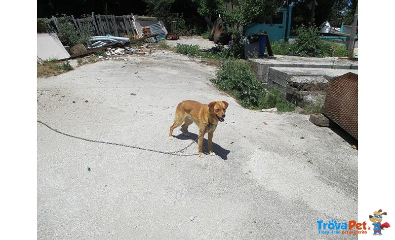 Gio', Cucciolo di 1 Anno, vive da Sempre a Catena - Foto n. 2