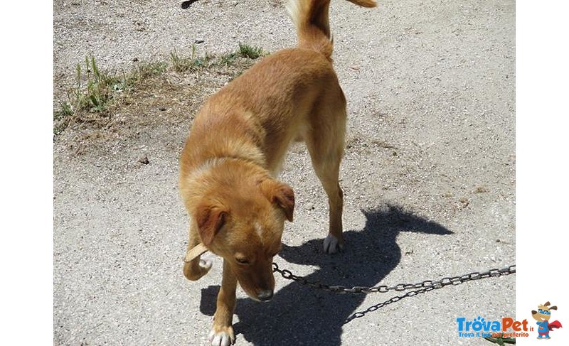 Gio', Cucciolo di 1 Anno, vive da Sempre a Catena - Foto n. 3