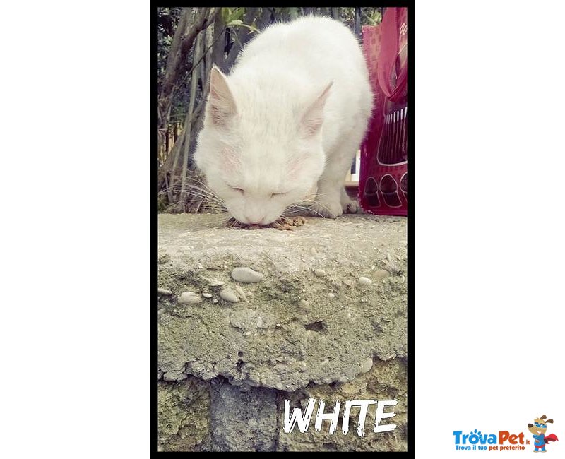 White - la Famiglia si Trasferisce e lui Finisce in Strada - Foto n. 3