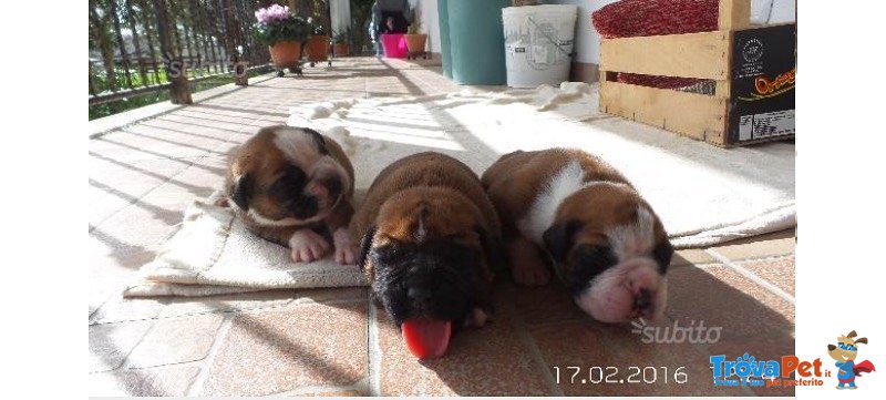 Cuccioli di Boxer Senza Pedigree - Foto n. 1