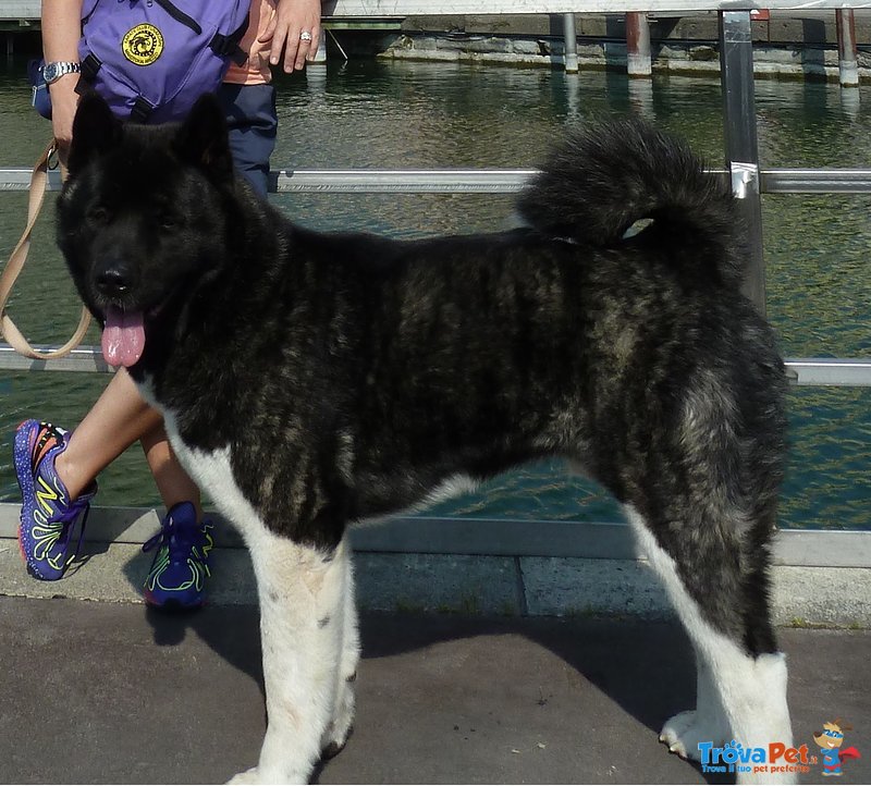 Akita Americano Cuccioli Meravigliosi - Foto n. 2