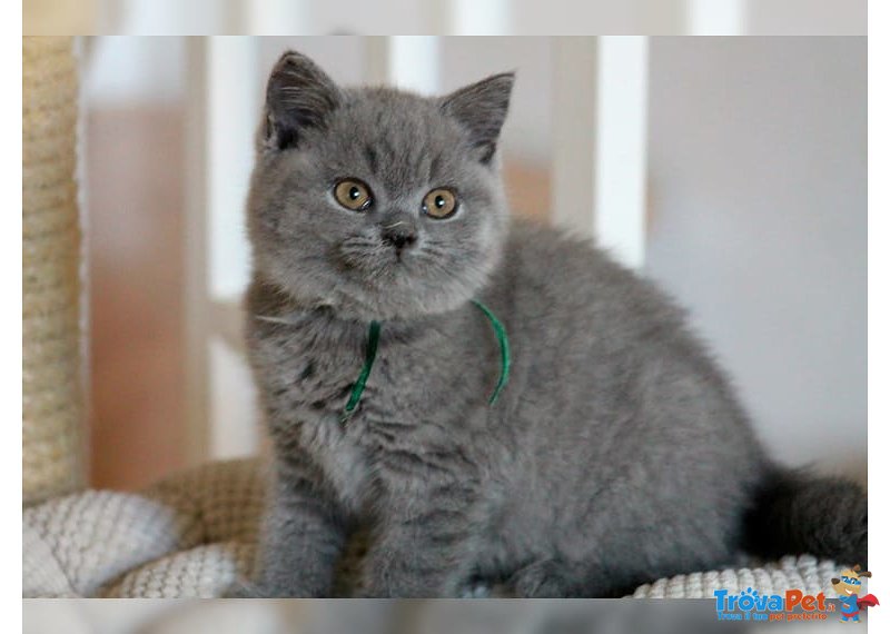 Splendidi Cuccioli British Shorthair Blu - Foto n. 1