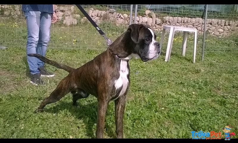 Cuccioli Boxer - Foto n. 3