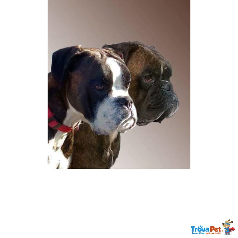 Cuccioli Boxer - Foto n. 5