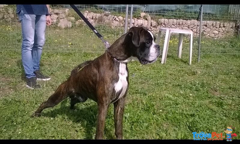 Cuccioli Boxer - Foto n. 9