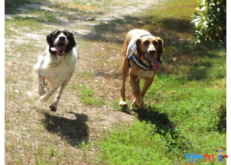 Adozione Dolcissima Cagnolina Furia - Foto n. 4