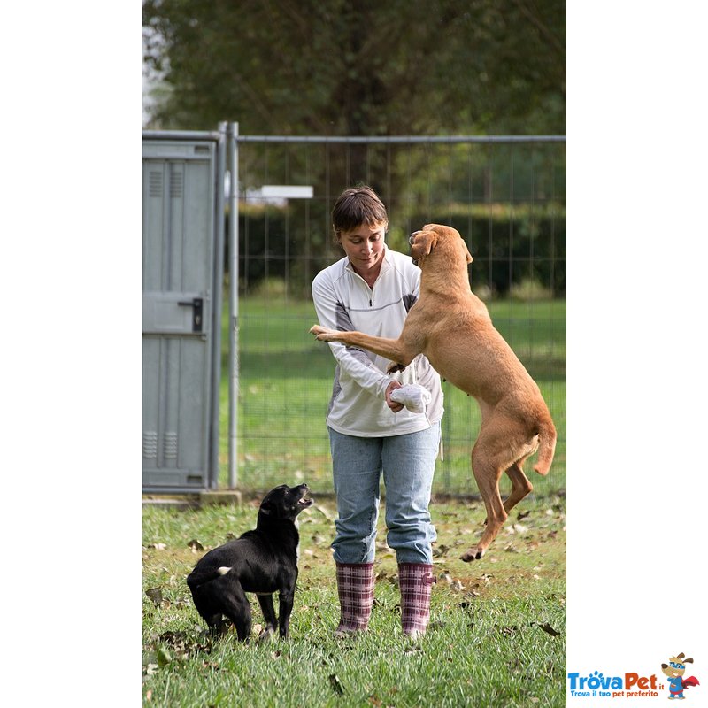 Adozione Dolcissima Cagnolina Furia - Foto n. 5