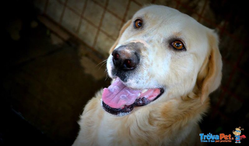 Teddy mix Labrador 3 Anni,tanto Buono da Essere Aggredito - Foto n. 1