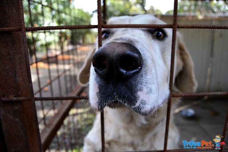 Teddy mix Labrador 3 Anni,tanto Buono da Essere Aggredito - Foto n. 4