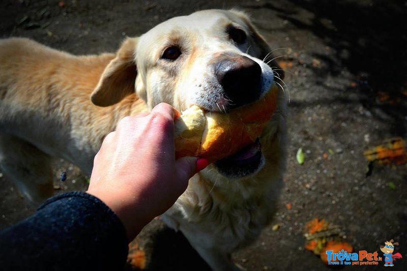 Teddy mix Labrador 3 Anni,tanto Buono da Essere Aggredito - Foto n. 5