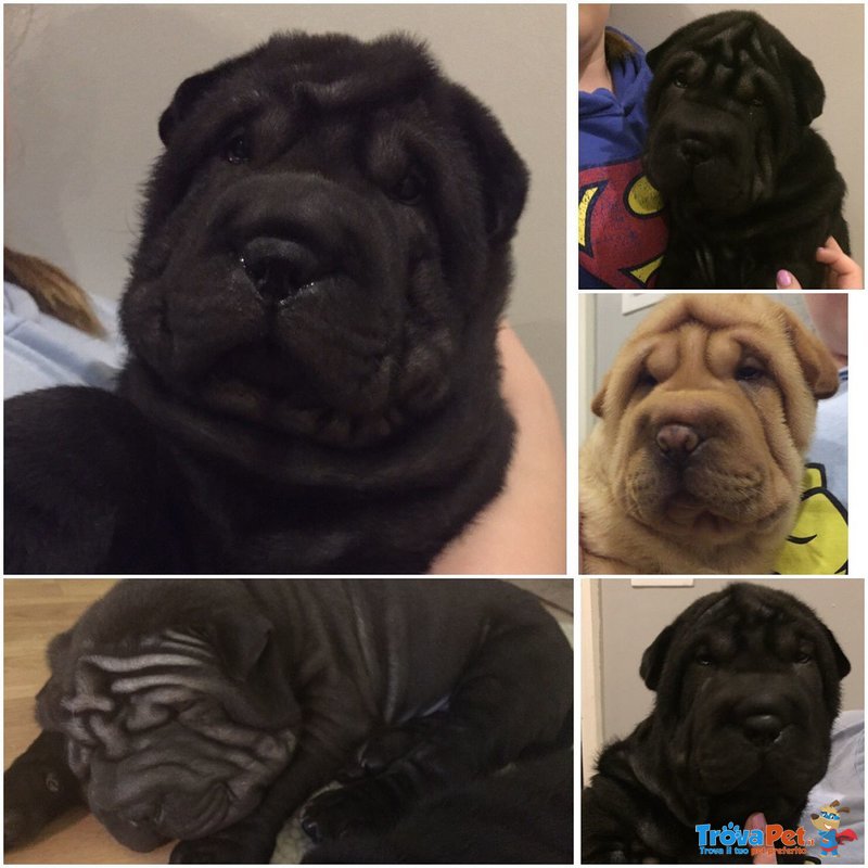 Bellissimi Cuccioli di Sharpei Disponibili - Foto n. 1