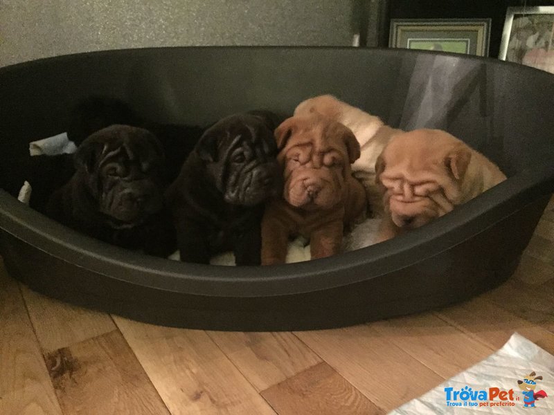 Bellissimi Cuccioli di Sharpei Disponibili - Foto n. 2