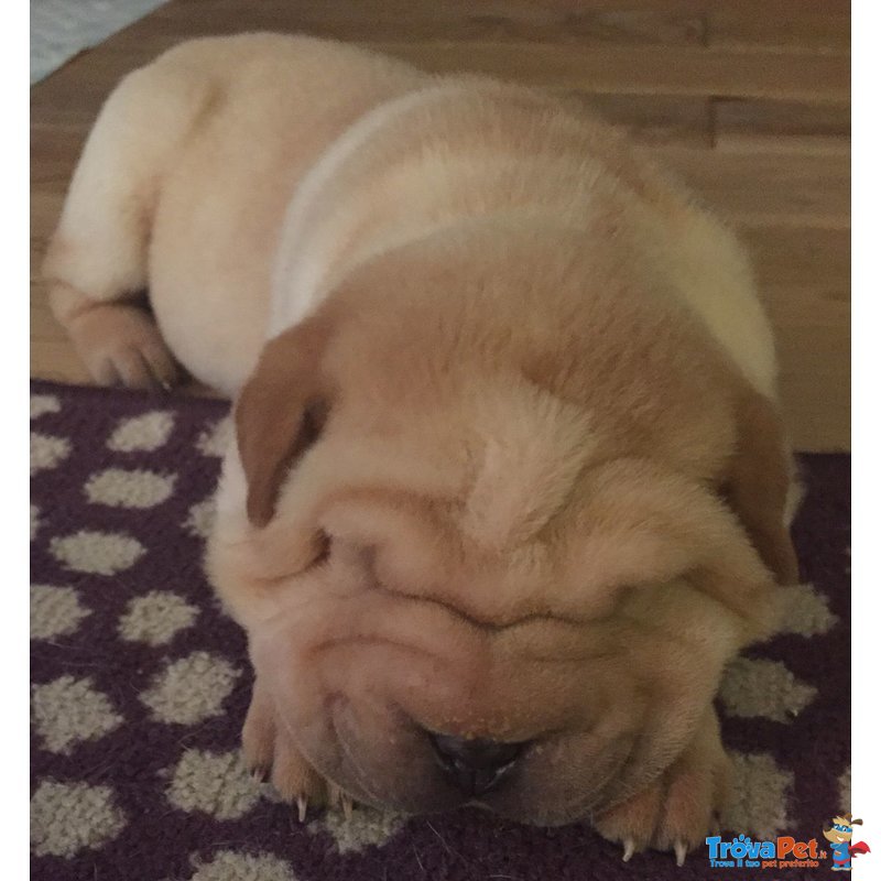 Bellissimi Cuccioli di Sharpei Disponibili - Foto n. 4