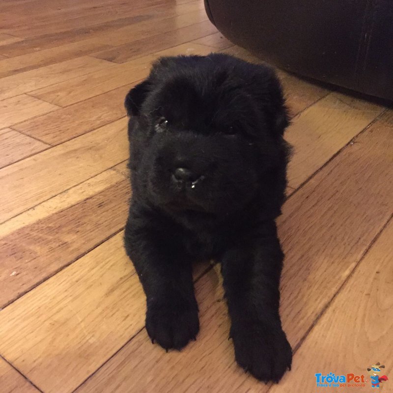 Bellissimi Cuccioli di Sharpei Disponibili - Foto n. 5