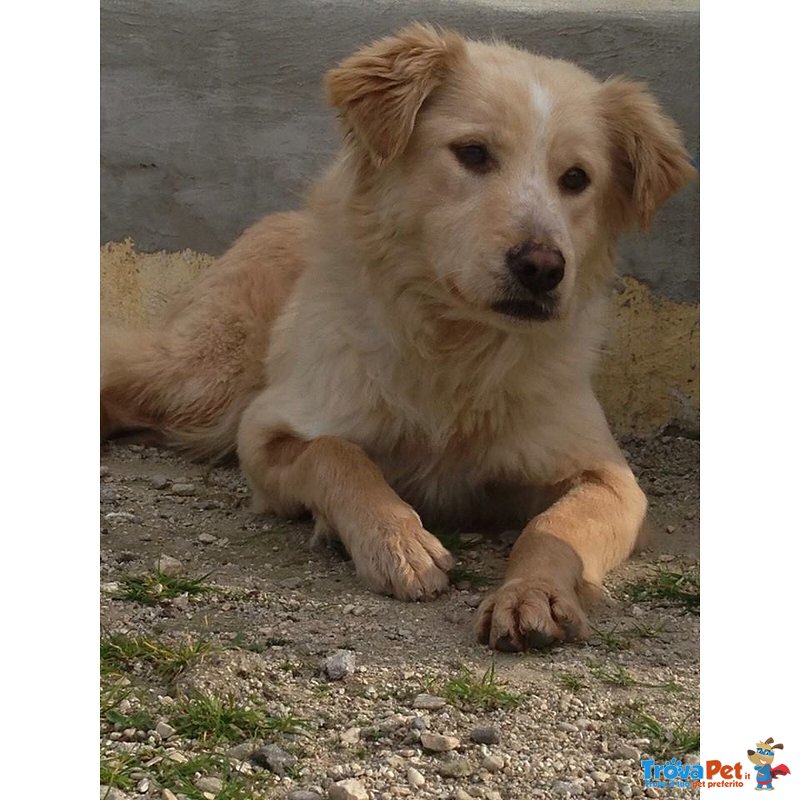 Bella Simil Golden Retriever Taglia Medio Piccola - Foto n. 1