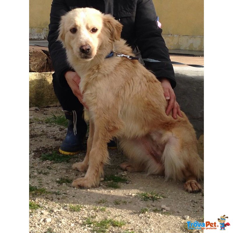 Bella Simil Golden Retriever Taglia Medio Piccola - Foto n. 3