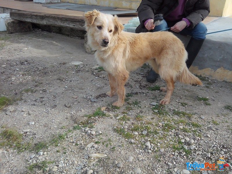 Bella Simil Golden Retriever Taglia Medio Piccola - Foto n. 4