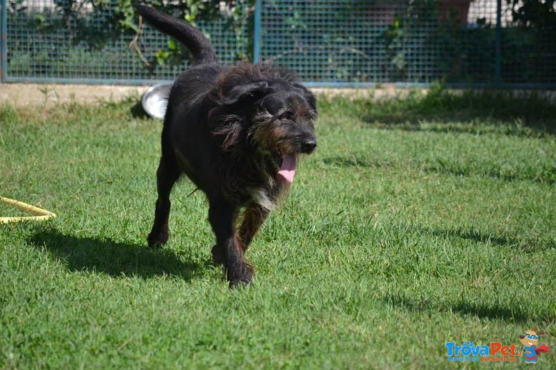 Roger Meraviglioso Schnauzer da Troppo Tempo in Cerca di Casa! - Foto n. 1