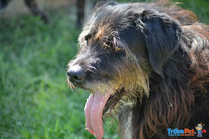 Roger Meraviglioso Schnauzer da Troppo Tempo in Cerca di Casa! - Foto n. 2