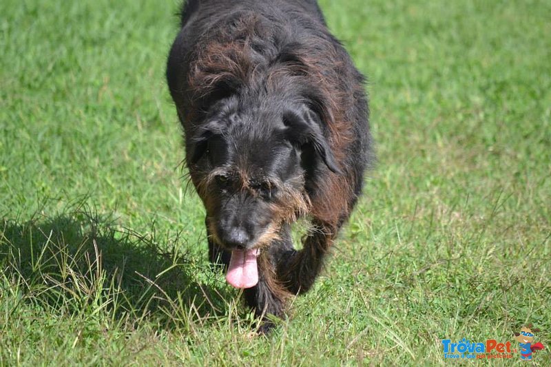 Roger Meraviglioso Schnauzer da Troppo Tempo in Cerca di Casa! - Foto n. 3