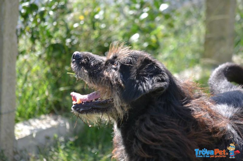 Roger Meraviglioso Schnauzer da Troppo Tempo in Cerca di Casa! - Foto n. 4