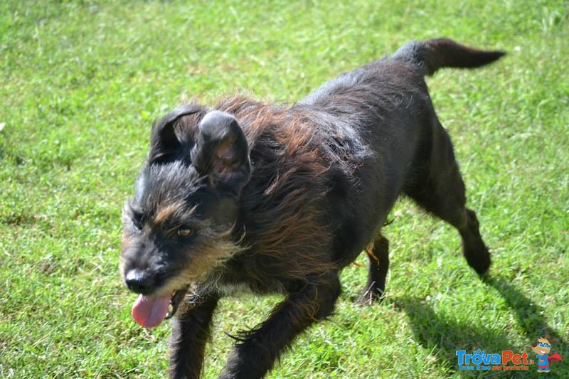 Roger Meraviglioso Schnauzer da Troppo Tempo in Cerca di Casa! - Foto n. 6