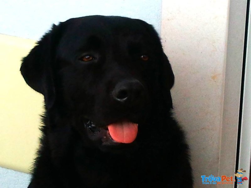 Cuccioli Labrador Retriever con Pedigree - Foto n. 3