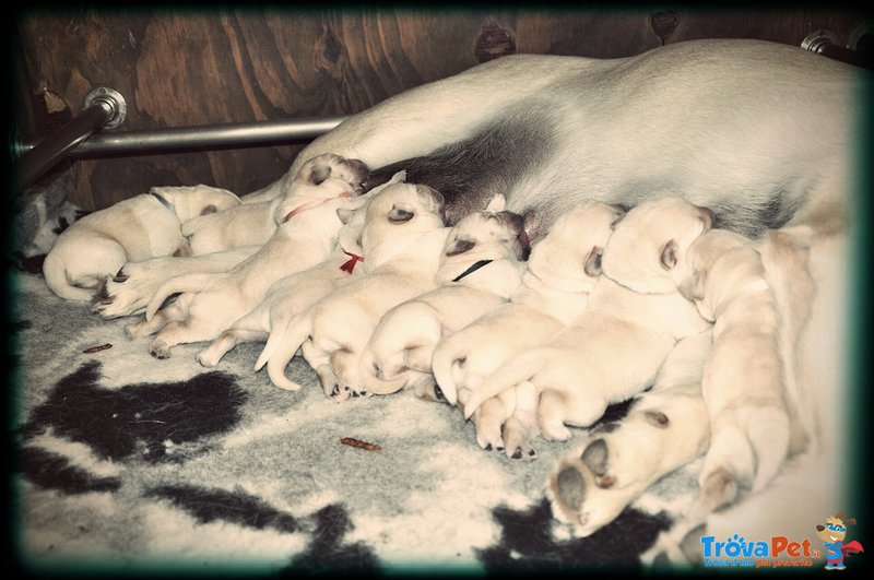 Labrador Retriever Cuccioli - Foto n. 1