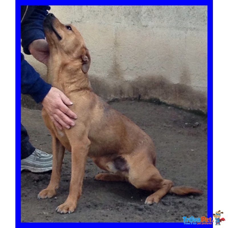 Zucchero Tenerissimo Cagnolino 3 anni Cresciuto in Canile - Foto n. 2