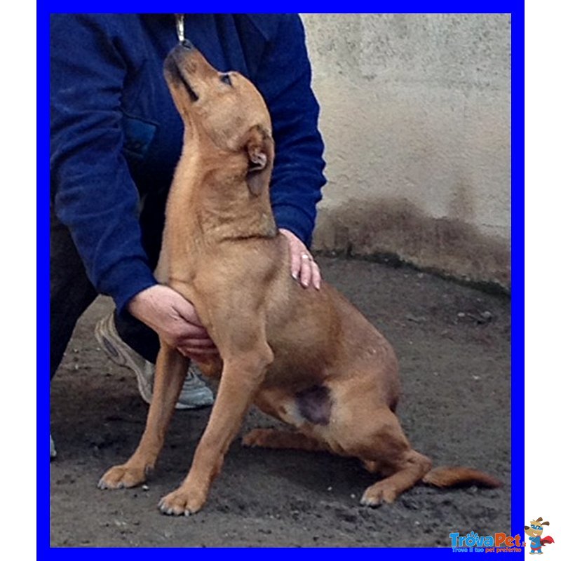 Zucchero Tenerissimo Cagnolino 3 anni Cresciuto in Canile - Foto n. 3