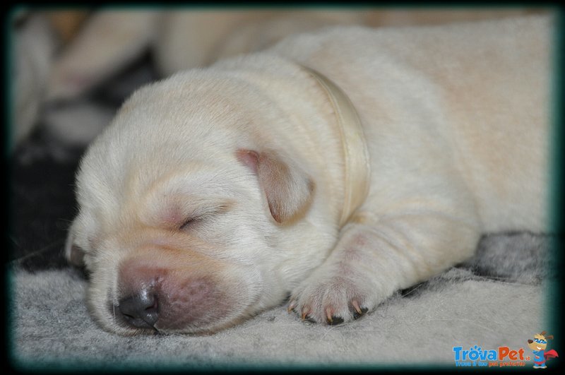 Labrador Retriever Cuccioli - Foto n. 3