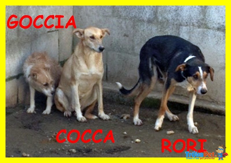 Goccia Cocca rori sono Spaventati Nessuno li Vuole - Foto n. 3