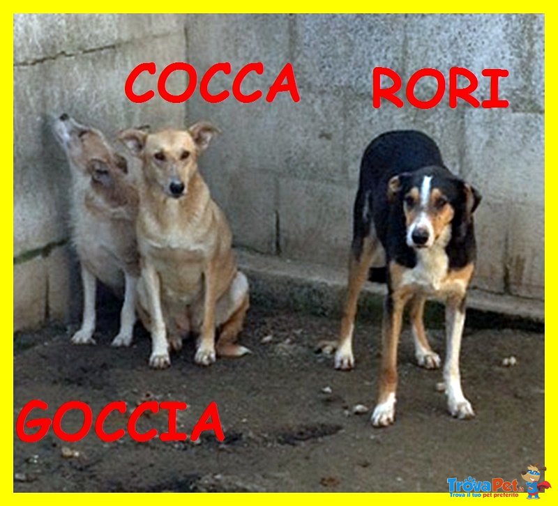 Goccia Cocca rori sono Spaventati Nessuno li Vuole - Foto n. 6