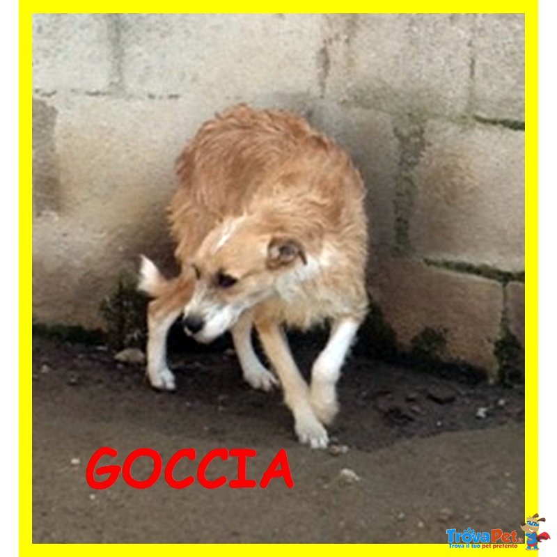 Goccia Cocca rori sono Spaventati Nessuno li Vuole - Foto n. 7