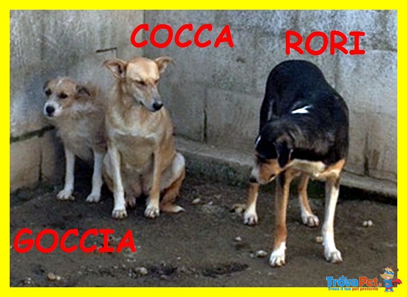 Goccia Cocca rori sono Spaventati Nessuno li Vuole - Foto n. 9