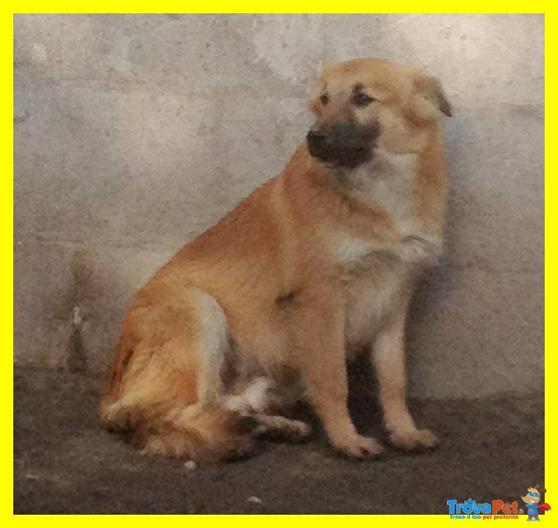 Oliver Cucciolone Bellissimo Spaventato Adozione D'amore - Foto n. 1