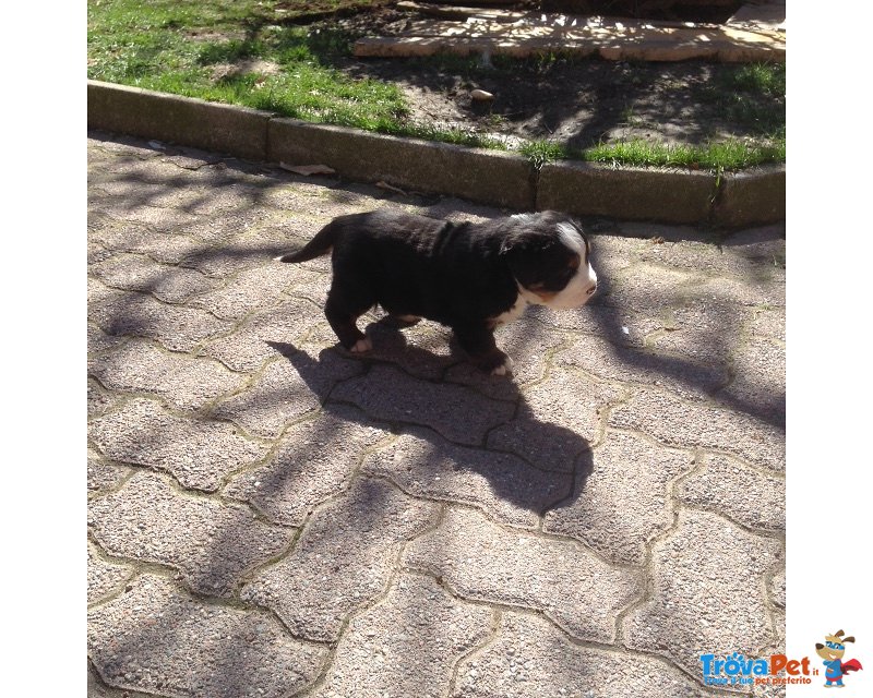 Splendido Cucciolo Bovaro del Bernese - Foto n. 1