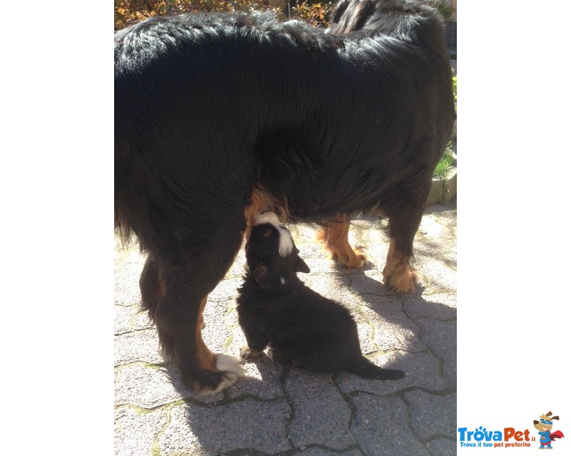 Splendido Cucciolo Bovaro del Bernese - Foto n. 3