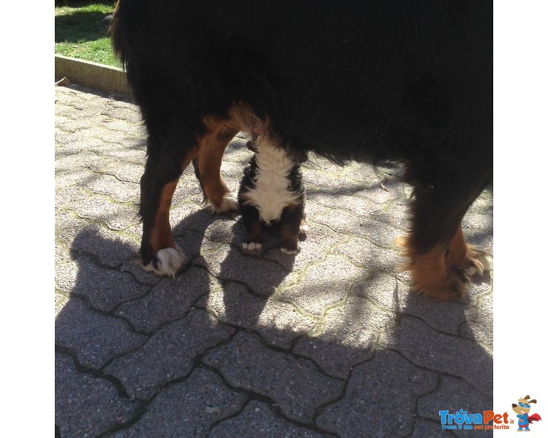 Splendido Cucciolo Bovaro del Bernese - Foto n. 5