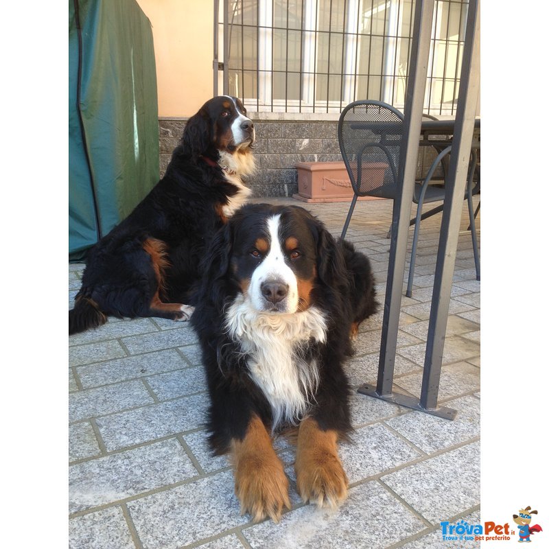 Splendido Cucciolo Bovaro del Bernese - Foto n. 6