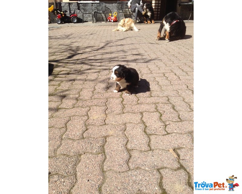 Splendido Cucciolo Bovaro del Bernese - Foto n. 7