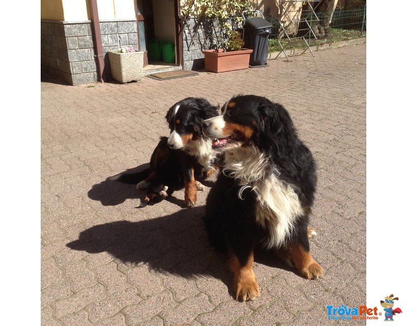 Splendido Cucciolo Bovaro del Bernese - Foto n. 8