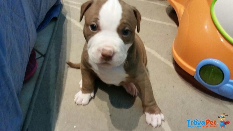 Cuccioli Pitbull Rednose cn Pedigree - Foto n. 1