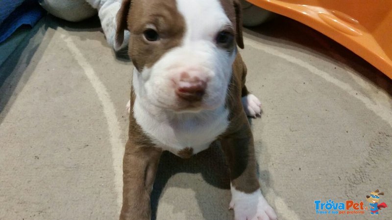 Cuccioli Pitbull Rednose cn Pedigree - Foto n. 3