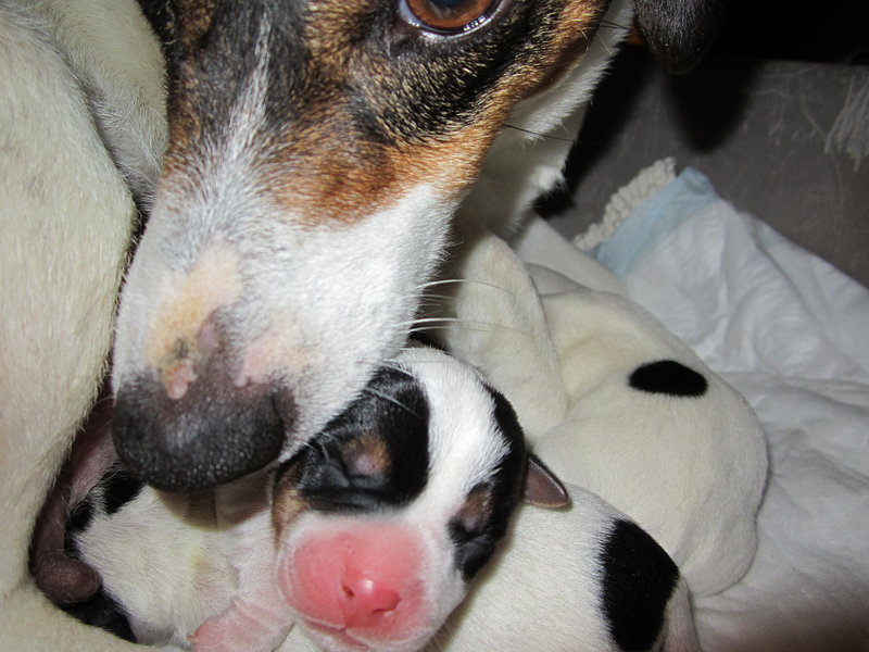 Disponibili Cuccioli di jack Russell Terrier pelo Liscio - Foto n. 1