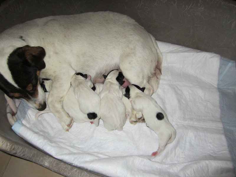 Disponibili Cuccioli di jack Russell Terrier pelo Liscio - Foto n. 2